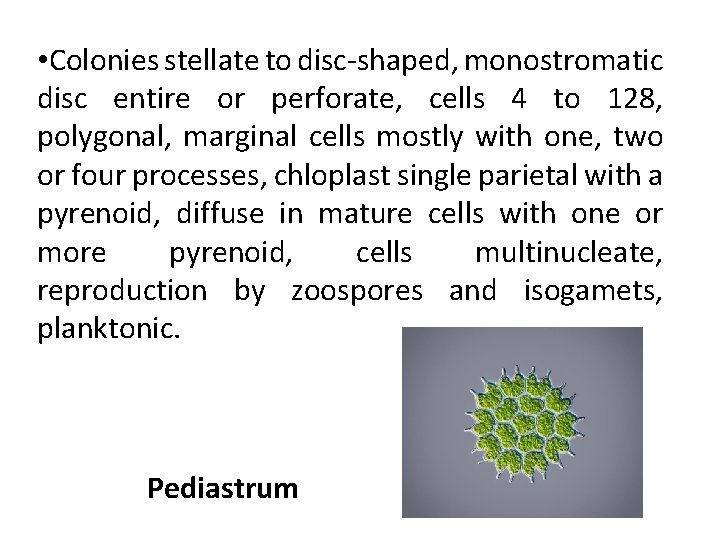 • Colonies stellate to disc-shaped, monostromatic disc entire or perforate, cells 4 to • Colonies stellate to disc-shaped, monostromatic disc entire or perforate, cells 4 to