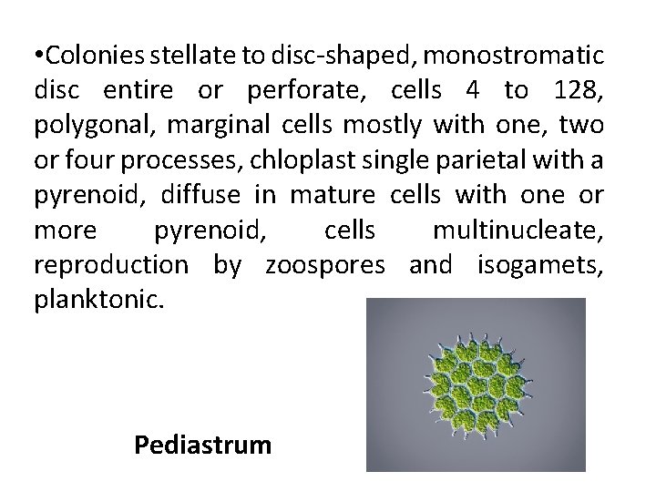  • Colonies stellate to disc-shaped, monostromatic disc entire or perforate, cells 4 to