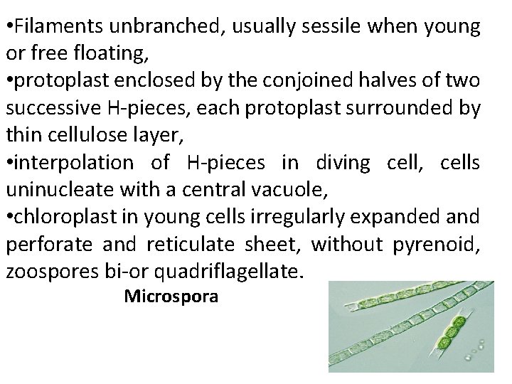  • Filaments unbranched, usually sessile when young or free floating, • protoplast enclosed