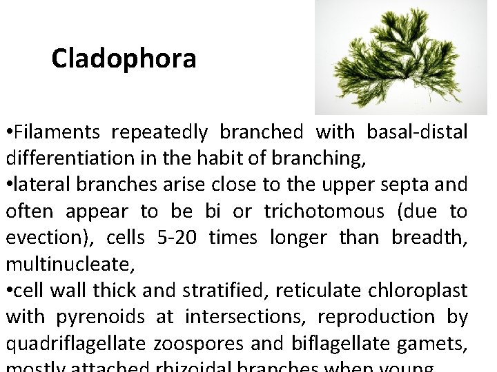 Cladophora • Filaments repeatedly branched with basal-distal differentiation in the habit of branching, •