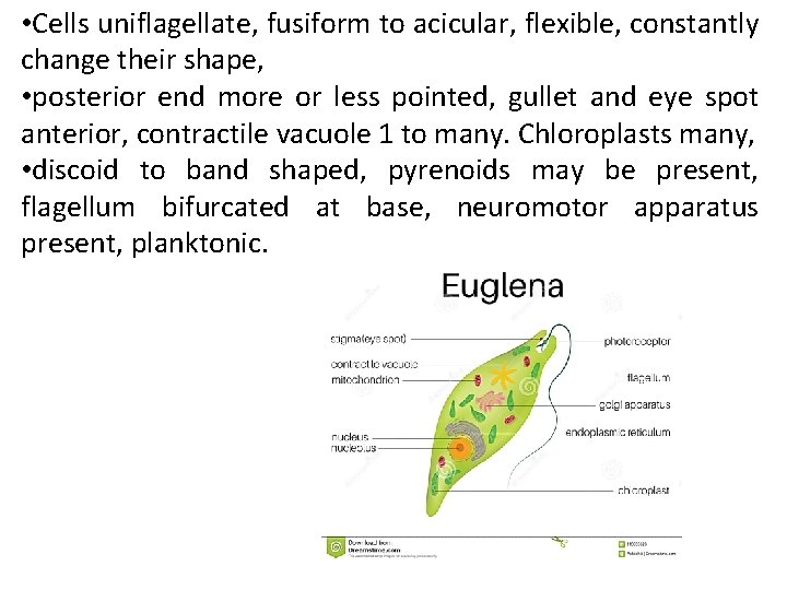  • Cells uniflagellate, fusiform to acicular, flexible, constantly change their shape, • posterior