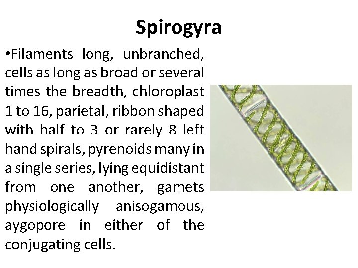 Spirogyra • Filaments long, unbranched, cells as long as broad or several times the