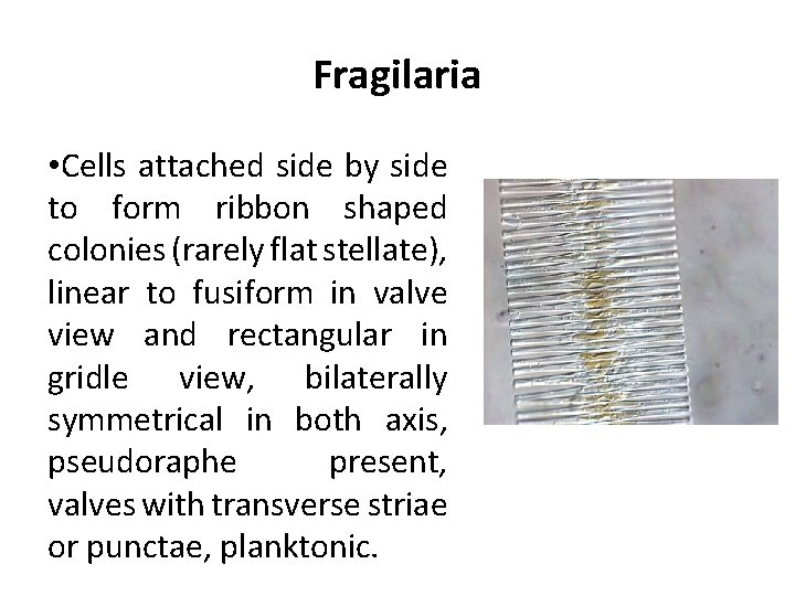 Fragilaria • Cells attached side by side to form ribbon shaped colonies (rarely flat