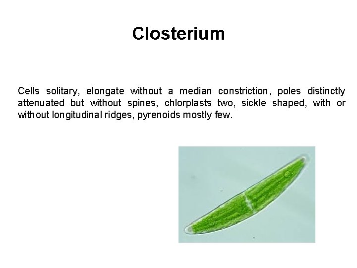 Closterium Cells solitary, elongate without a median constriction, poles distinctly attenuated but without spines,