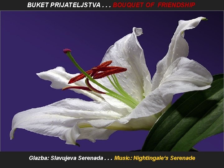 BUKET PRIJATELJSTVA. . . BOUQUET OF FRIENDSHIP Glazba: Slavujeva Serenada. . . Music: Nightingale‘s