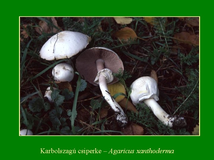 Karbolszagú csiperke – Agaricus xanthoderma Karbolszagú csiperke – Agaricus xanthoderma