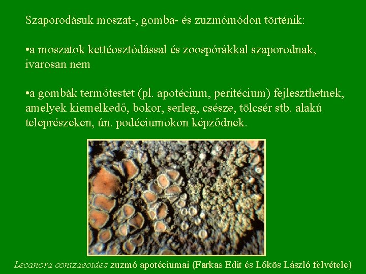 Szaporodásuk moszat , gomba és zuzmómódon történik: • a moszatok kettéosztódással és zoospórákkal szaporodnak,