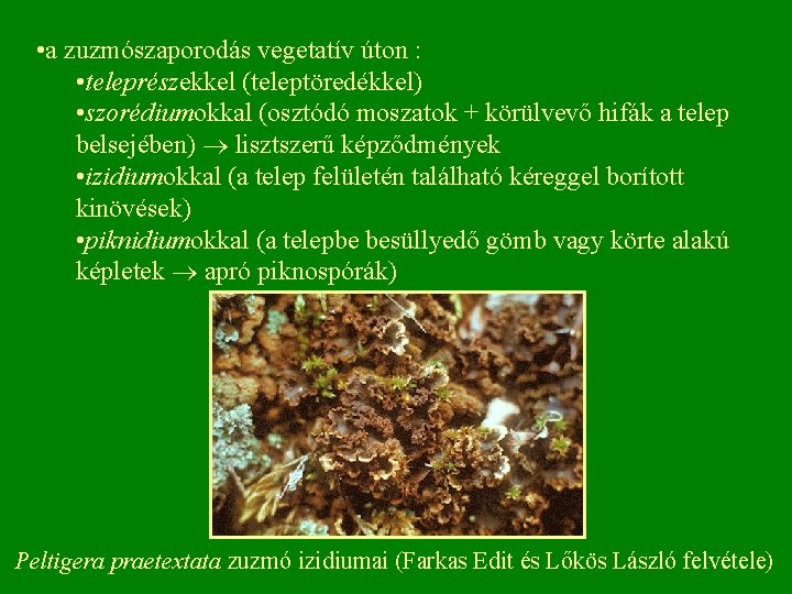  • a zuzmószaporodás vegetatív úton : • teleprészekkel (teleptöredékkel) • szorédiumokkal (osztódó moszatok