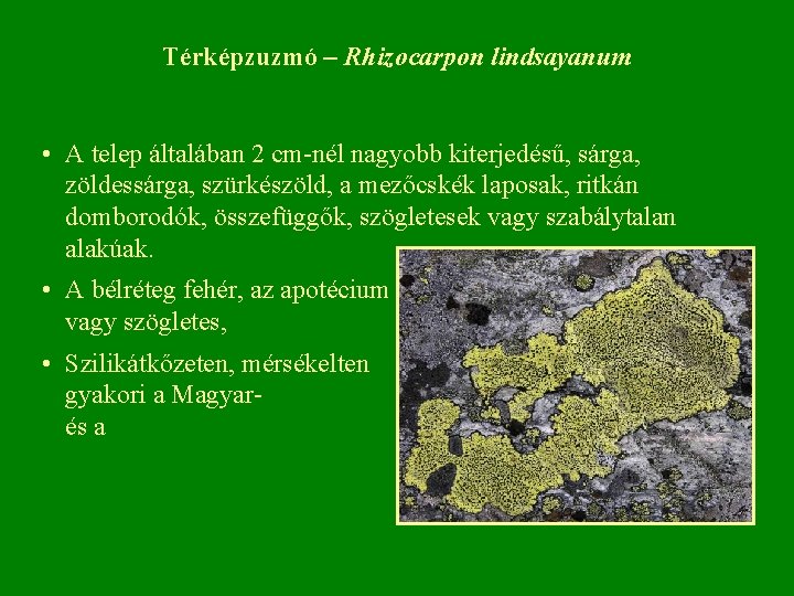 Térképzuzmó – Rhizocarpon lindsayanum • A telep általában 2 cm nél nagyobb kiterjedésű, sárga, Térképzuzmó – Rhizocarpon lindsayanum • A telep általában 2 cm nél nagyobb kiterjedésű, sárga,