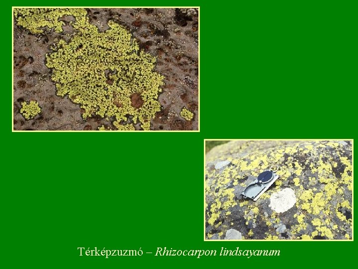 Térképzuzmó – Rhizocarpon lindsayanum Térképzuzmó – Rhizocarpon lindsayanum