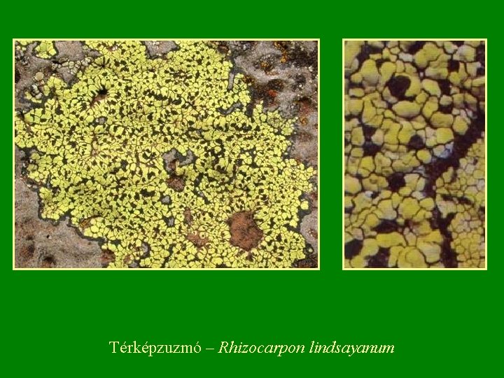 Térképzuzmó – Rhizocarpon lindsayanum 