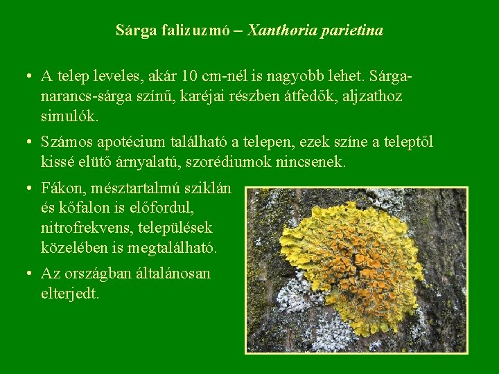 Sárga falizuzmó – Xanthoria parietina • A telep leveles, akár 10 cm nél is Sárga falizuzmó – Xanthoria parietina • A telep leveles, akár 10 cm nél is
