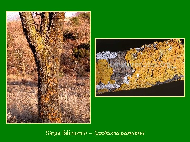 Sárga falizuzmó – Xanthoria parietina Sárga falizuzmó – Xanthoria parietina