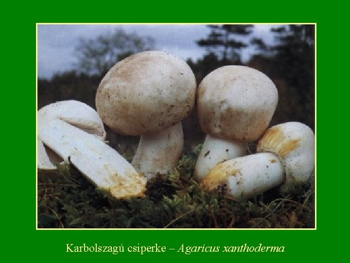 Karbolszagú csiperke – Agaricus xanthoderma 