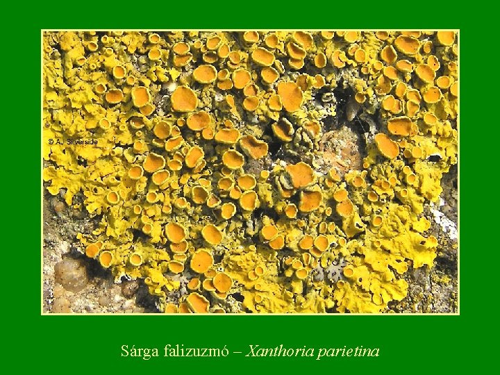 Sárga falizuzmó – Xanthoria parietina 