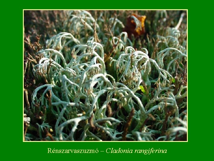 Rénszarvaszuzmó – Cladonia rangiferina 
