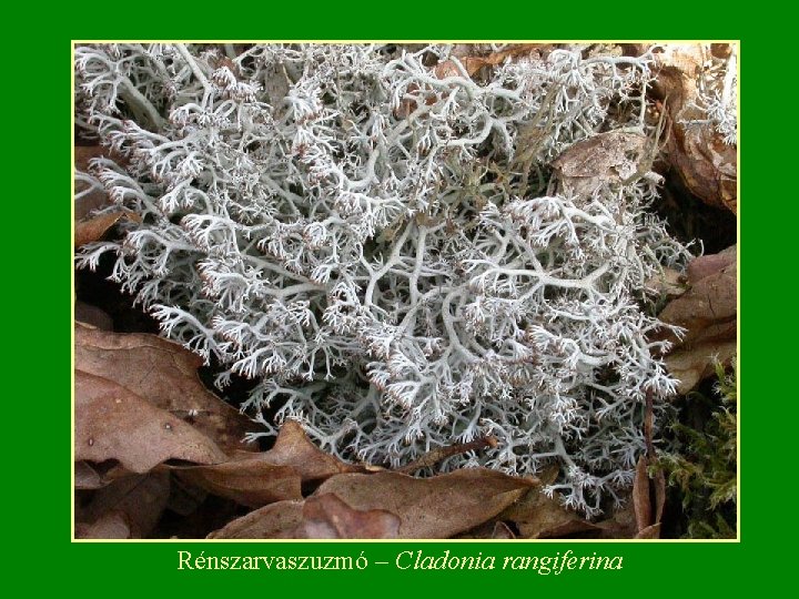 Rénszarvaszuzmó – Cladonia rangiferina 