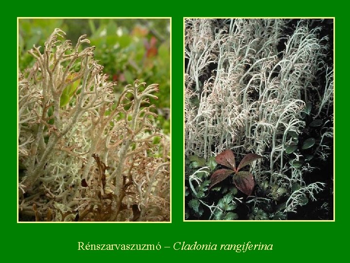 Rénszarvaszuzmó – Cladonia rangiferina 