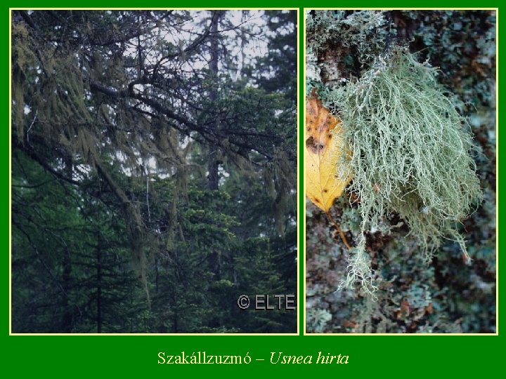 Szakállzuzmó – Usnea hirta Szakállzuzmó – Usnea hirta