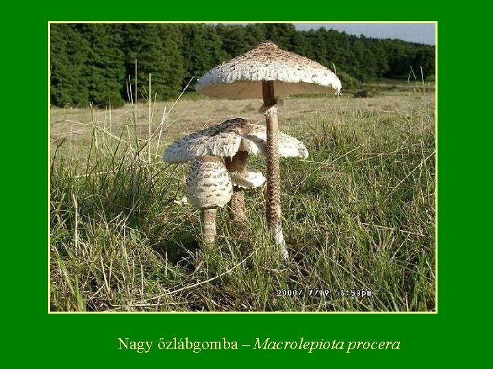 Nagy őzlábgomba – Macrolepiota procera 