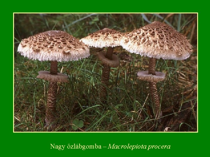 Nagy őzlábgomba – Macrolepiota procera 