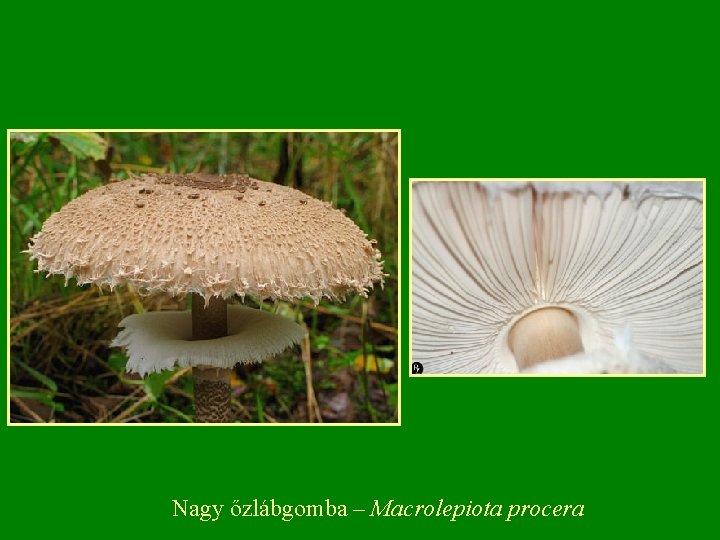 Nagy őzlábgomba – Macrolepiota procera Nagy őzlábgomba – Macrolepiota procera
