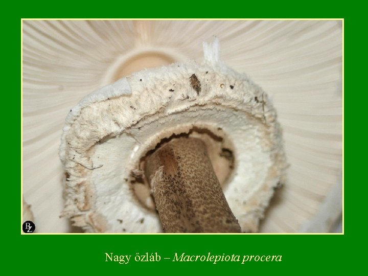 Nagy őzláb – Macrolepiota procera 