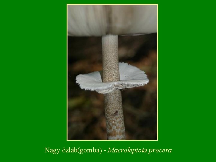 Nagy őzláb(gomba) Macrolepiota procera 