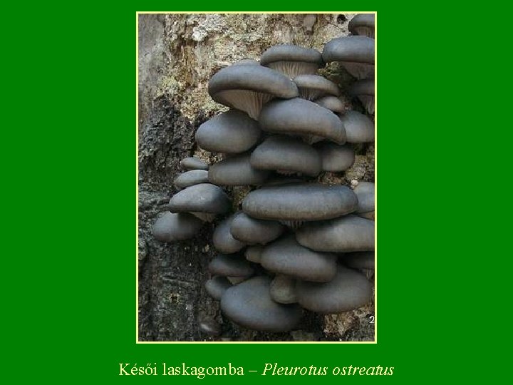 Késői laskagomba – Pleurotus ostreatus 