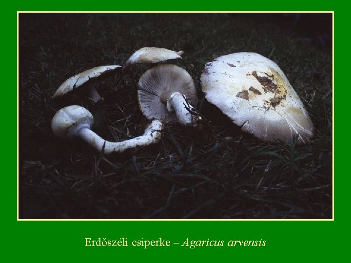 Erdőszéli csiperke – Agaricus arvensis 