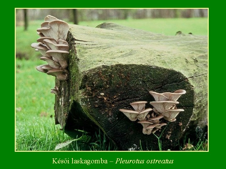 Késői laskagomba – Pleurotus ostreatus 