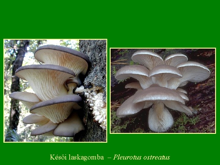 Késői laskagomba – Pleurotus ostreatus 