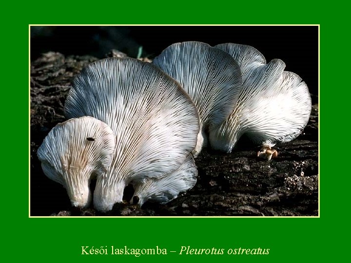 Késői laskagomba – Pleurotus ostreatus 