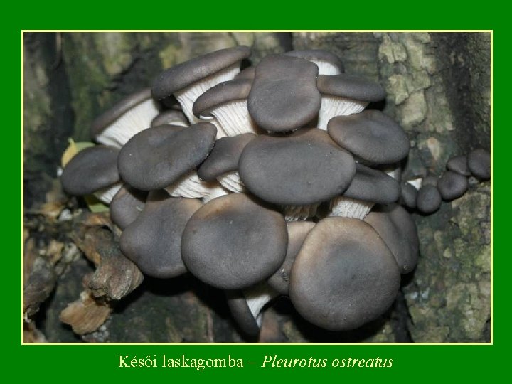 Késői laskagomba – Pleurotus ostreatus 