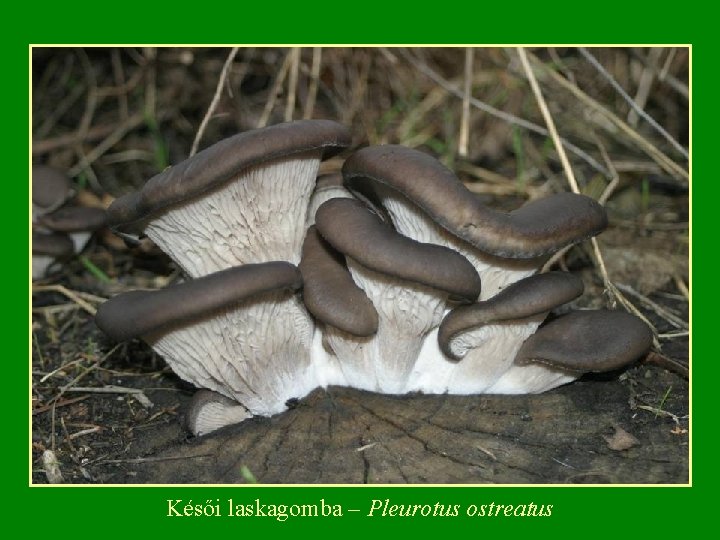 Késői laskagomba – Pleurotus ostreatus 