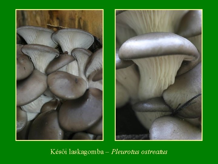 Késői laskagomba – Pleurotus ostreatus 