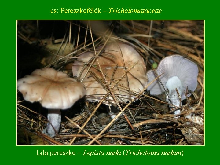 cs: Pereszkefélék – Tricholomataceae Lila pereszke – Lepista nuda (Tricholoma nudum) 