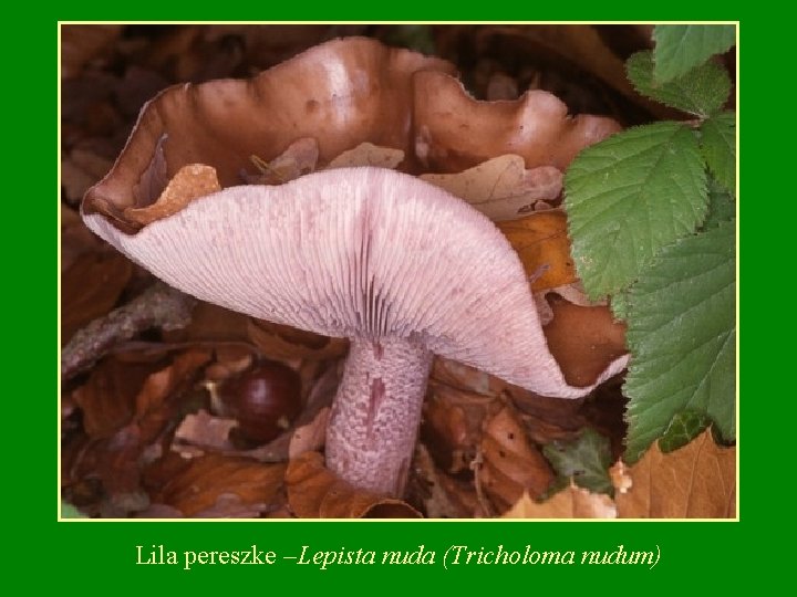 Lila pereszke –Lepista nuda (Tricholoma nudum) 