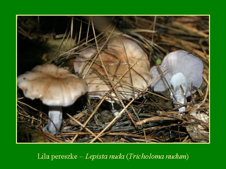 Lila pereszke – Lepista nuda (Tricholoma nudum) Lila pereszke – Lepista nuda (Tricholoma nudum)