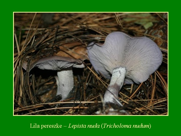 Lila pereszke – Lepista nuda (Tricholoma nudum) 