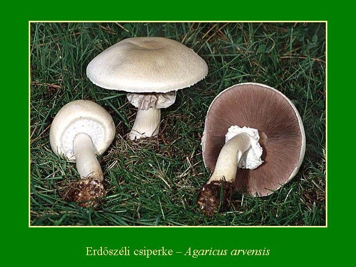 Erdőszéli csiperke – Agaricus arvensis 