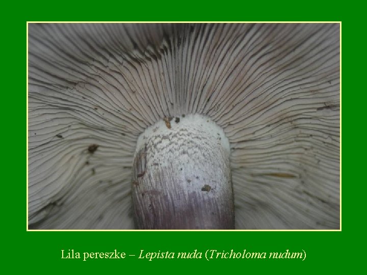 Lila pereszke – Lepista nuda (Tricholoma nudum) 