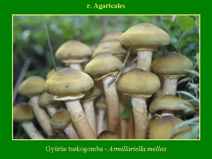 r. Agaricales Gyűrűs tuskógomba Armillariella mellea r. Agaricales Gyűrűs tuskógomba Armillariella mellea