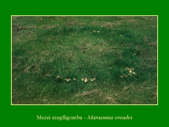 Mezei szegfűgomba – Marasmius oreades Mezei szegfűgomba – Marasmius oreades