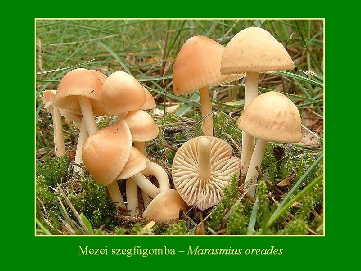 Mezei szegfűgomba – Marasmius oreades 