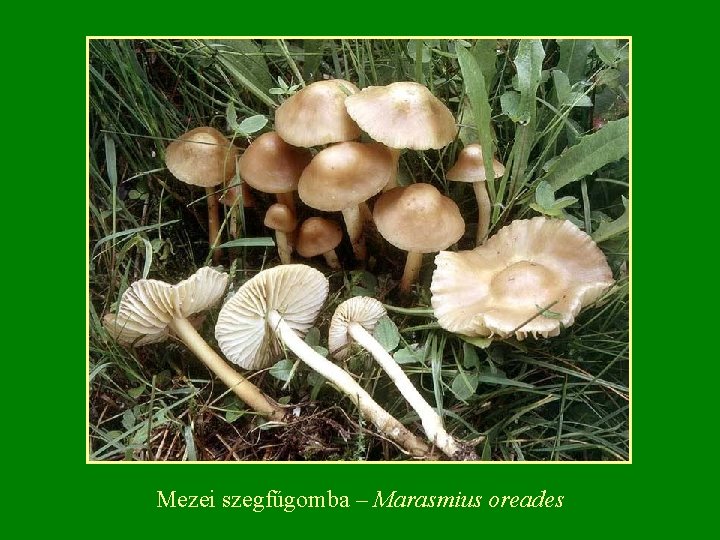 Mezei szegfűgomba – Marasmius oreades 