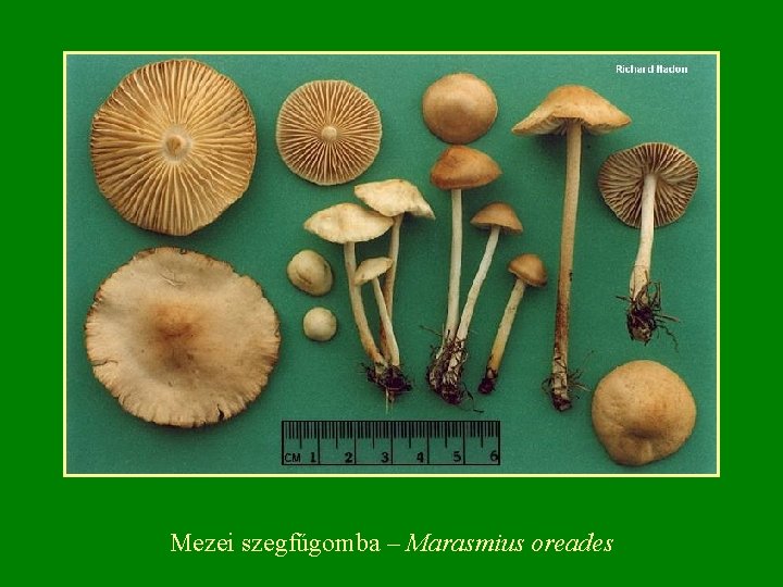 Mezei szegfűgomba – Marasmius oreades 