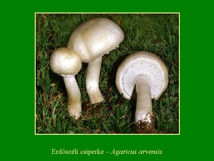 Erdőszéli csiperke – Agaricus arvensis 