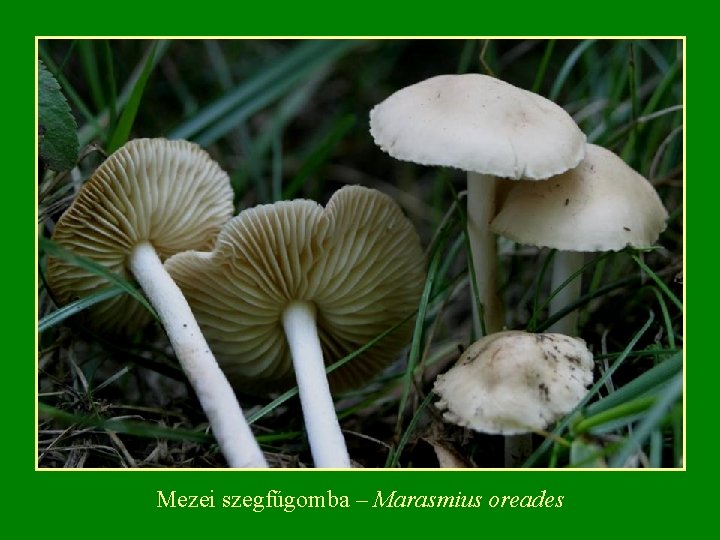 Mezei szegfűgomba – Marasmius oreades 