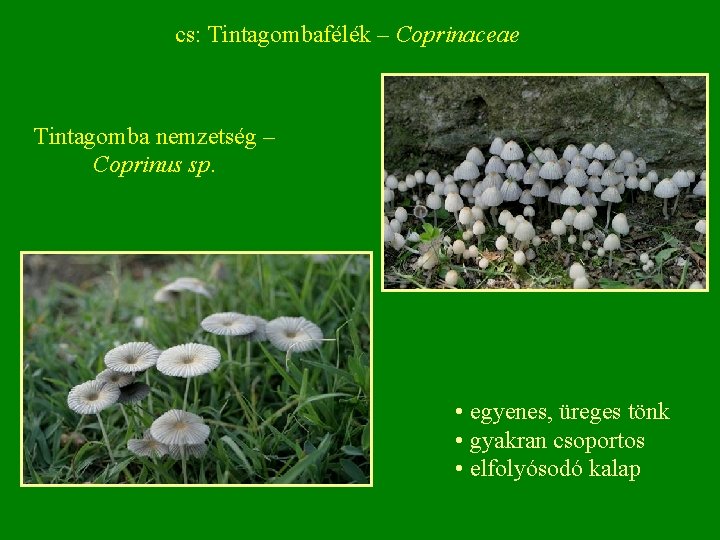 cs: Tintagombafélék – Coprinaceae Tintagomba nemzetség – Coprinus sp. • egyenes, üreges tönk •